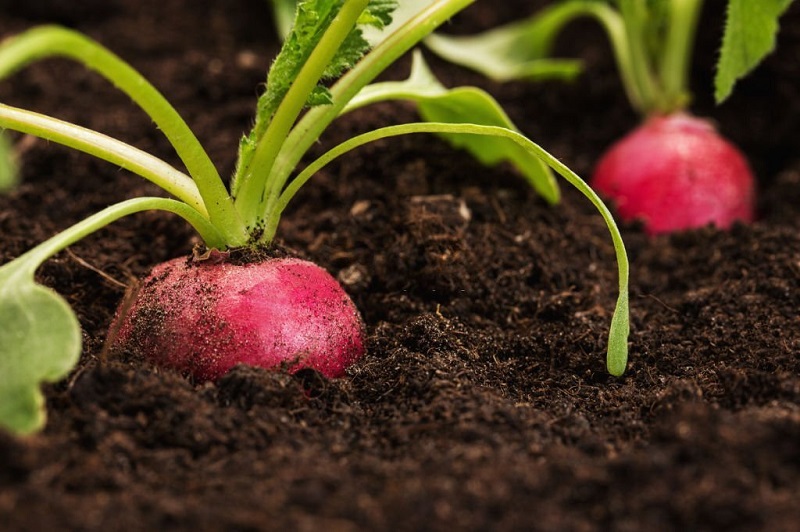 growing-root-vegetables